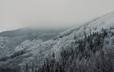 灰度摄影的森林
